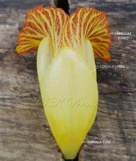 Flower-see Corolla and 2 lobes of labellum